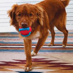 KONG Jaxx Brights Bold För Hunden i Röd och Blå